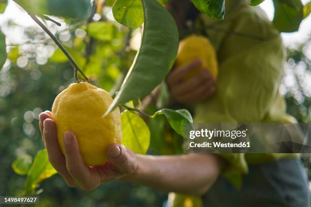 woman picking fresh lemons from tree at orchard - lemon tree stockfoto's en -beelden