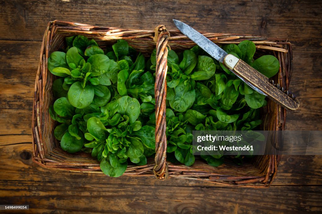 Freshly harvested corn salad in wicker basket
