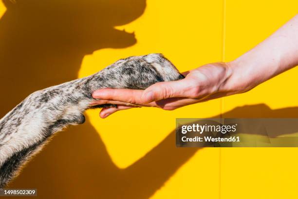 hand of woman holding dog's paw in front of yellow wall - dog shake hands stock pictures, royalty-free photos & images