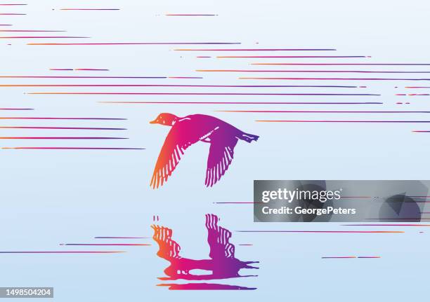ilustrações de stock, clip art, desenhos animados e ícones de duck flying over water - pato carolino
