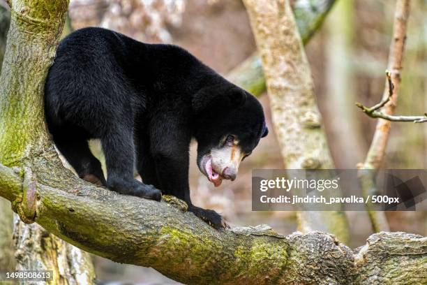 close-up of malayan sun bear on tree - malayan sun bear stock pictures, royalty-free photos & images