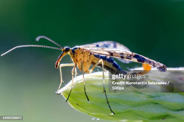 close-up of insect on leaf - mayfly stock-fotos und bilder