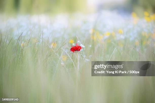 close-up of red poppy flower on field,daejeon,south korea - daejeon stock pictures, royalty-free photos & images