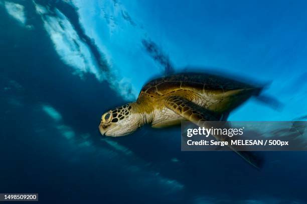 high angle view of fish swimming in sea,mayotte - mayotte stock pictures, royalty-free photos & images