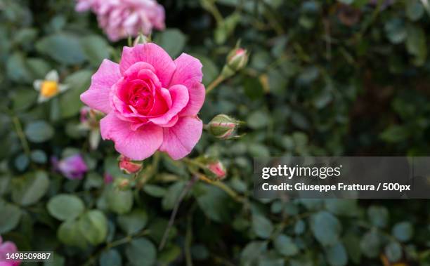 Giuseppe Roses Giuseppe Rosa To Photos and Premium High Res Pictures - Getty Images