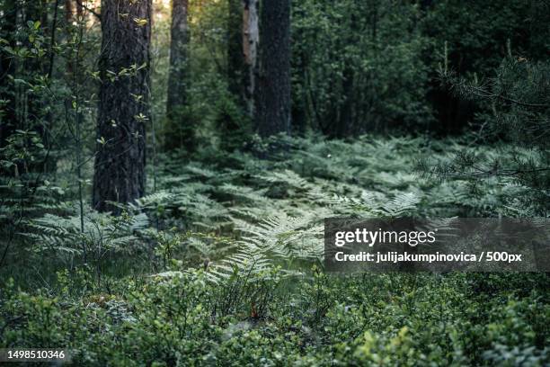 trees growing in forest,latvia - latvia forest stock pictures, royalty-free photos & images