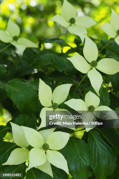 close-up of flowering plant leaves - kousa dogwood fotografías e imágenes de stock