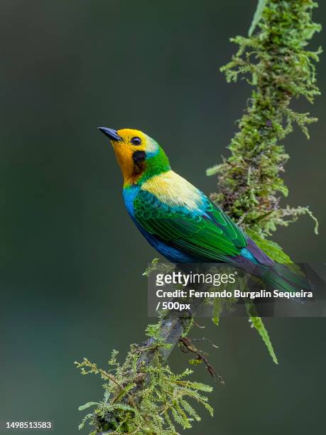 close-up of tanager perching on branch,cali,valle del cauca,colombia - cali colombia 個照片及圖片檔