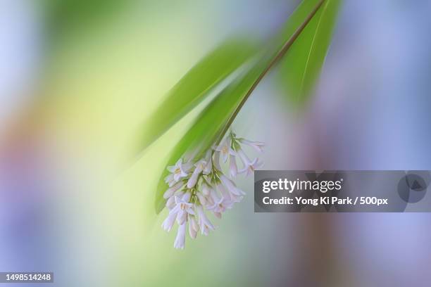 close-up of purple flowering plant,daejeon,south korea - daejeon stock pictures, royalty-free photos & images