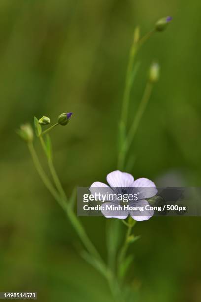 close-up of purple flowering plant,france - flax plant stock pictures, royalty-free photos & images