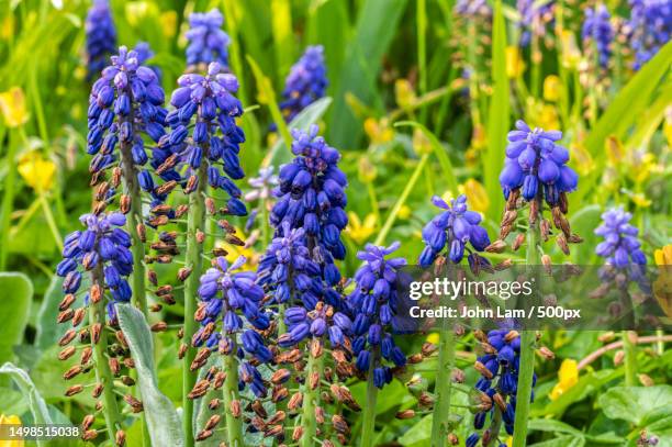 close-up of purple flowering plants on field,cranley gardens,london,united kingdom,uk - muscari botryoides stock pictures, royalty-free photos & images