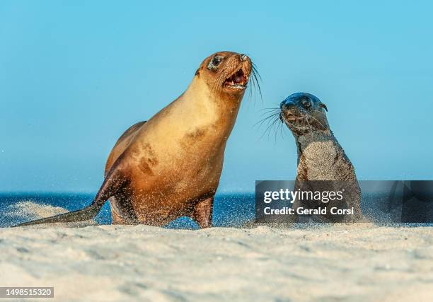 galapagos sea lion, zalophus wollebaeki, zalophus californianus wollebacki, islote mosquera,  mosquera,  galapagos islands, ecuador. on the beach on the sand. - sea lion stock pictures, royalty-free photos & images