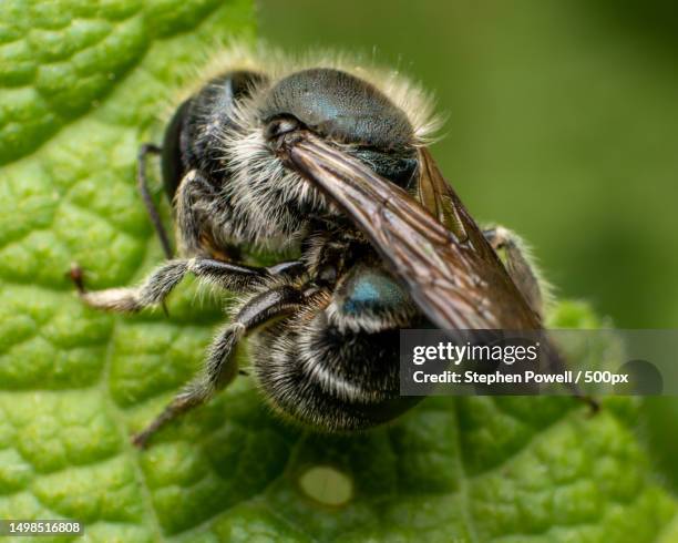 close-up of insect on leaf - royal jelly stock pictures, royalty-free photos & images