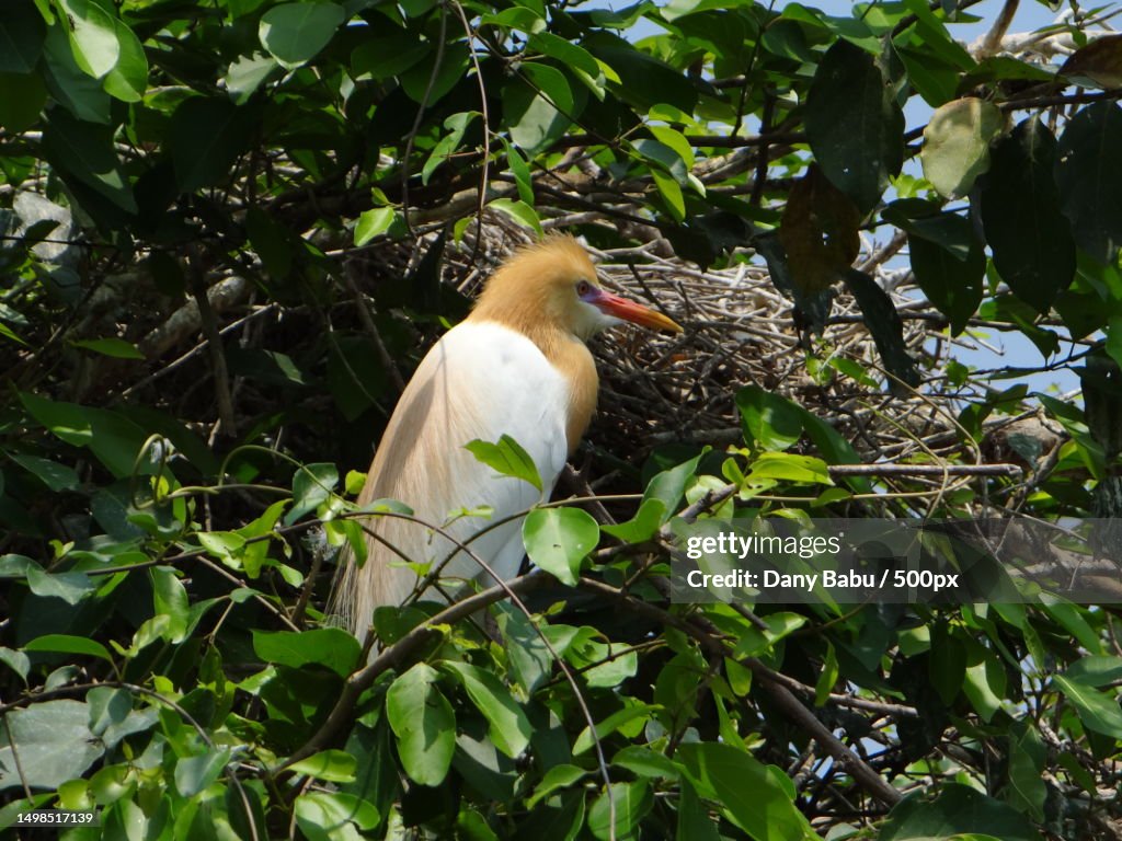 Low angle view of cattle egret perching on tree,Karnataka,India
