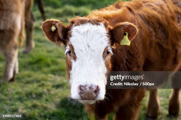 close-up portrait of cow on field,united kingdom,uk - hereford cow stock pictures, royalty-free photos & images