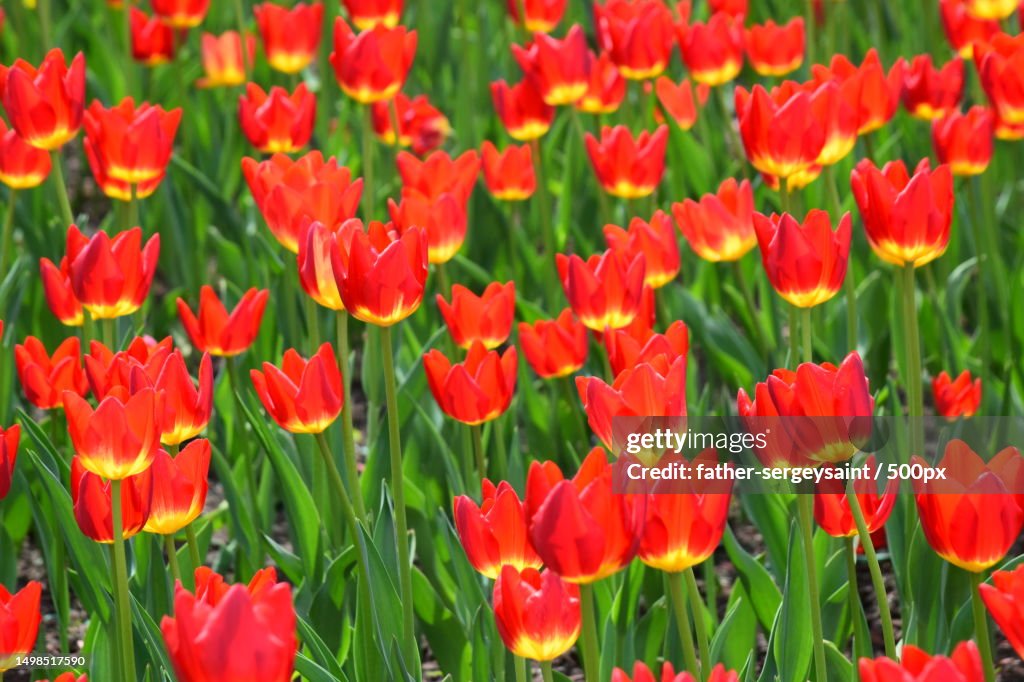 Close-up of red poppy flowers in field,Russia