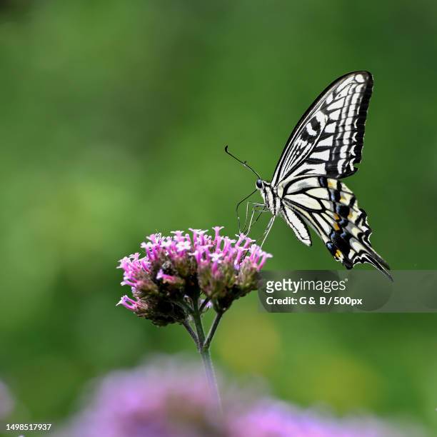 close-up of butterfly pollinating on purple flower - 吻 ストックフォトと画像