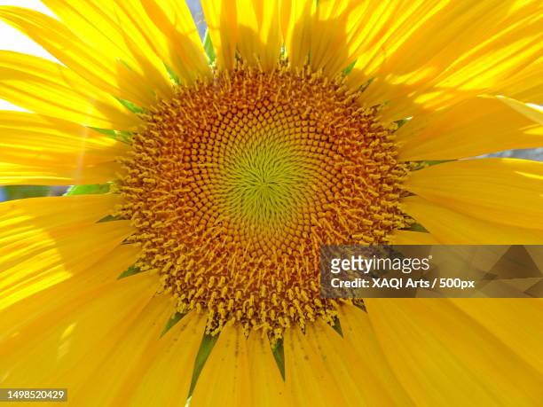 close-up of sunflower,rawalpindi,punjab,pakistan - girasol común fotografías e imágenes de stock