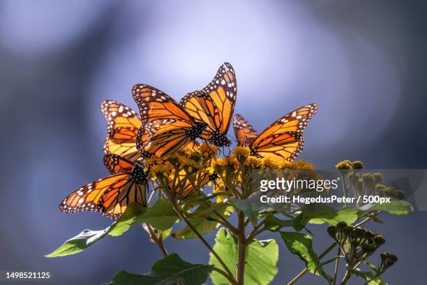close-up of butterfly pollinating on flower,santuario mariposa monarca,mexico - mariposa monarca fotografías e imágenes de stock