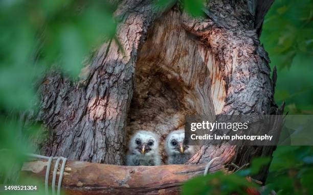 two owls in cavity - owlet stock pictures, royalty-free photos & images