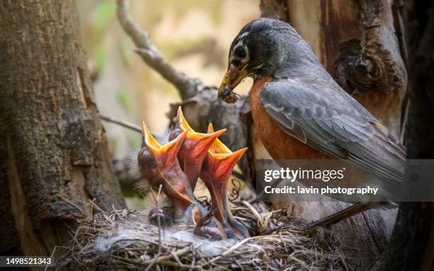 robin feeding three babies - young bird stock pictures, royalty-free photos & images