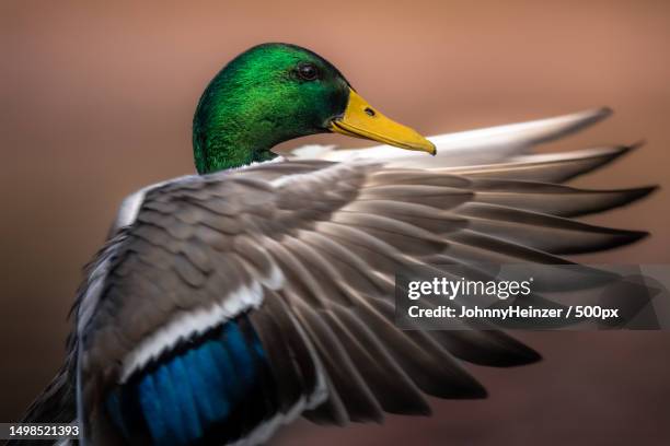 close-up of mallard duck,schlieren,switzerland - mallard duck flying stock pictures, royalty-free photos & images