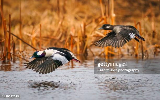 bufflehead pair in flight - sea duck stock pictures, royalty-free photos & images