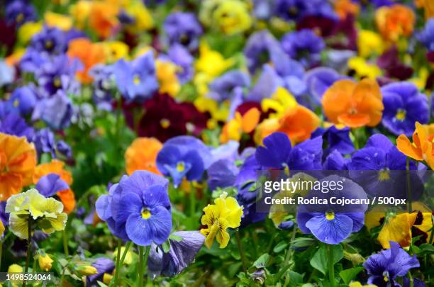 close-up of purple flowering plants - violales stock pictures, royalty-free photos & images