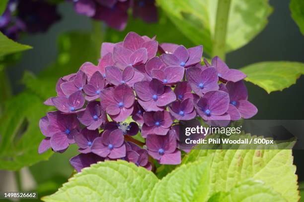 close-up of purple hydrangea flowers - purple hydrangea stock pictures, royalty-free photos & images