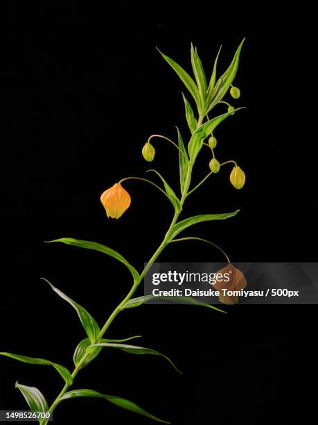 close-up of plant against black background,kobe,japan - kobe japan stock-fotos und bilder