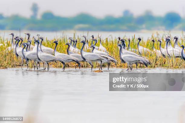 the scenery of wetland,odu,gujarat,india - gujarat stock pictures, royalty-free photos & images