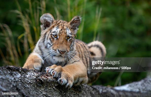 portrait of tiger sitting on rock,czech republic - territory foto e immagini stock