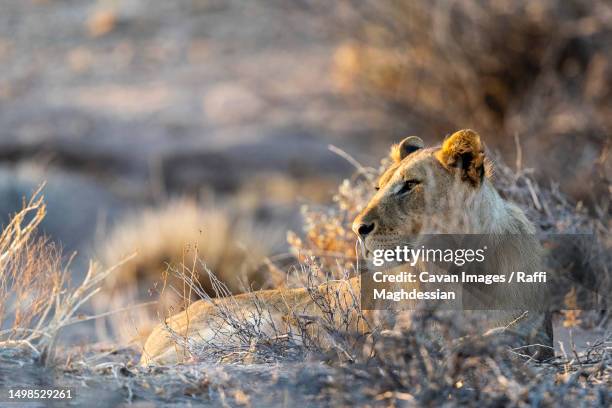 a young male desert lions is lying in the sand at sunset - jungtier stock-fotos und bilder