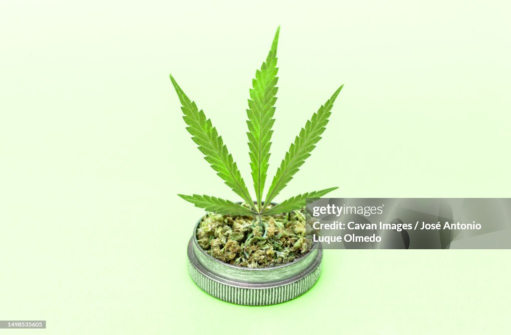 Marijuana leaf on grinder full of chopped weed on light green background