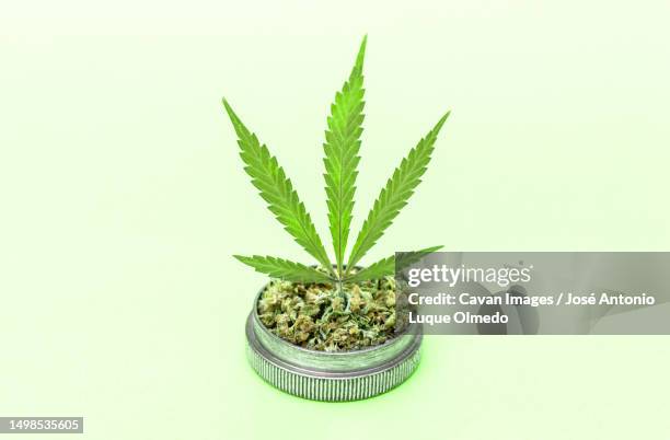 marijuana leaf on grinder full of chopped weed on light green background - jäten stock-fotos und bilder