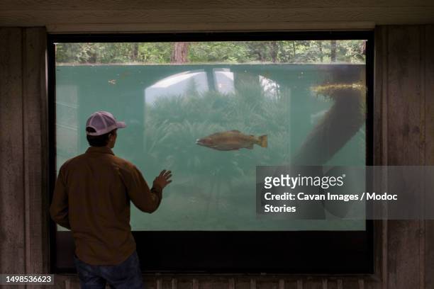 a man watches a salmon at a hatchery in cascade locks, oregon - hatchery stock pictures, royalty-free photos & images