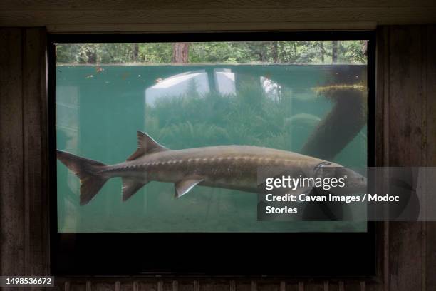 a large sturgeon at a fish hatchery in cascade locks, oregon - hatchery stock pictures, royalty-free photos & images