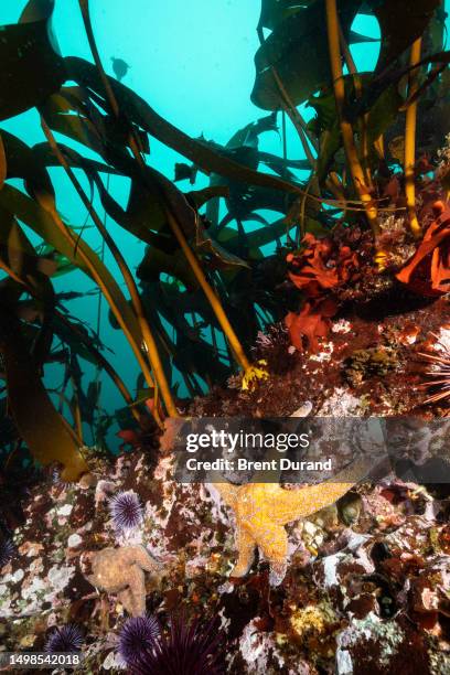 sonoma california reef with starfish - kelp stock-fotos und bilder