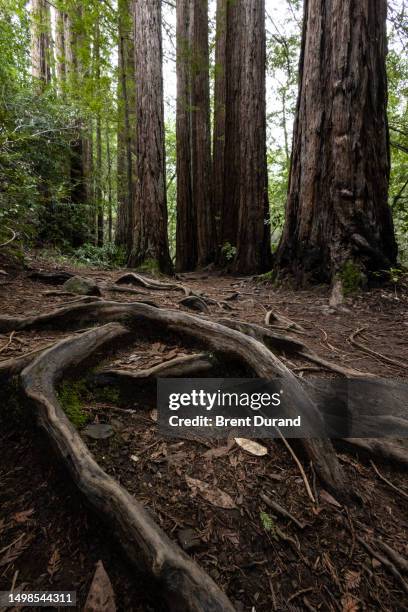 49 Redwood Tree Root Stock Photos, High-Res Pictures, and Images ...
