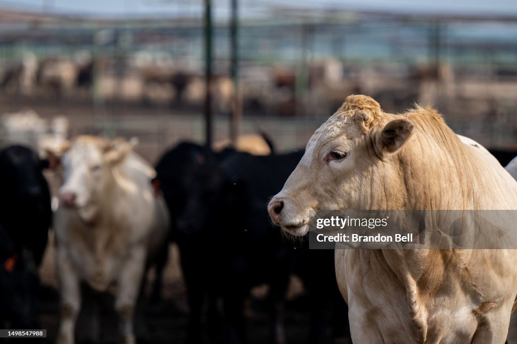 U.S. Cattle Ranchers Trim Herds Amid Drought And Rising Costs