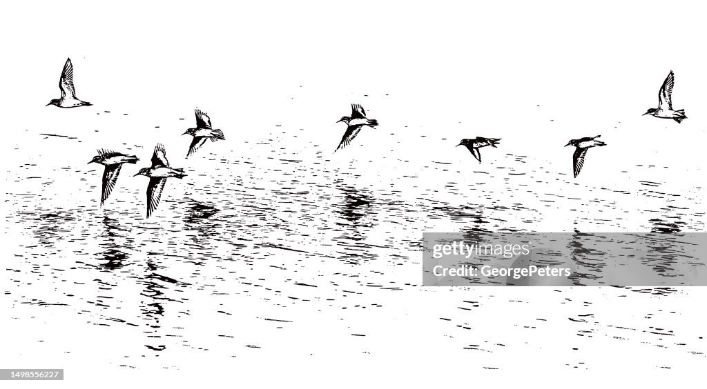 Flock of Killdeer flying