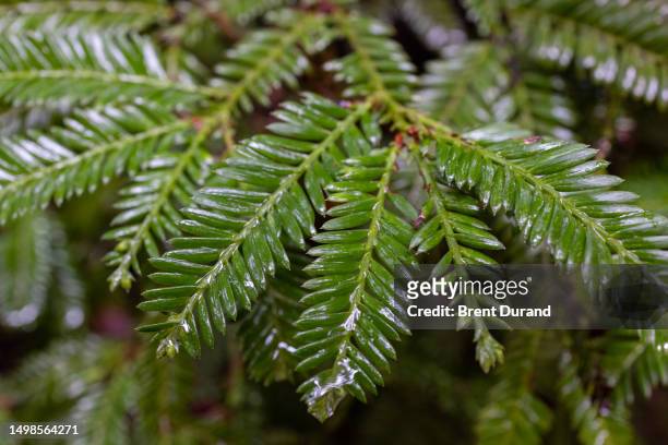 redwood tree leaves - fairfax - california stock pictures, royalty-free photos & images