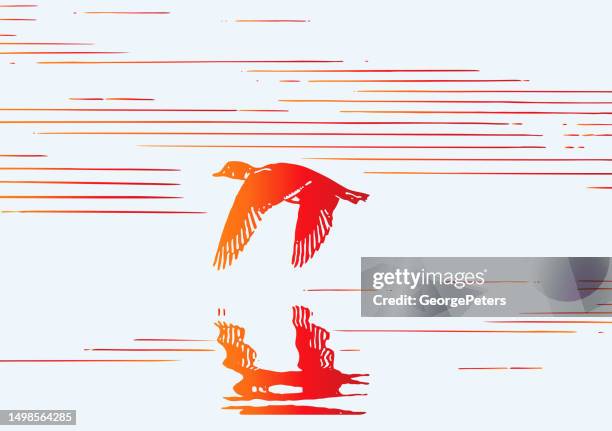 ilustrações de stock, clip art, desenhos animados e ícones de duck flying over water - pato carolino