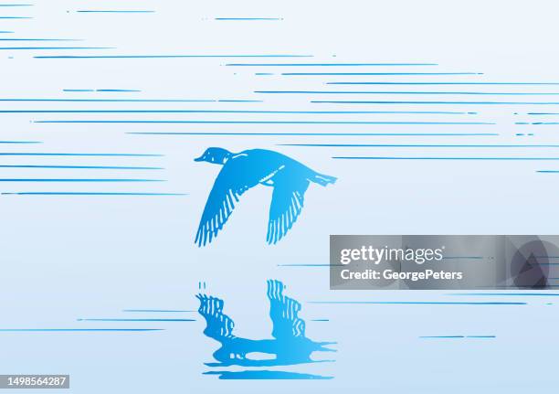 ilustrações de stock, clip art, desenhos animados e ícones de duck flying over water - pato carolino
