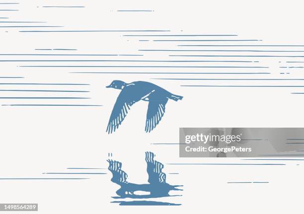 duck flying over water - water bird stock illustrations