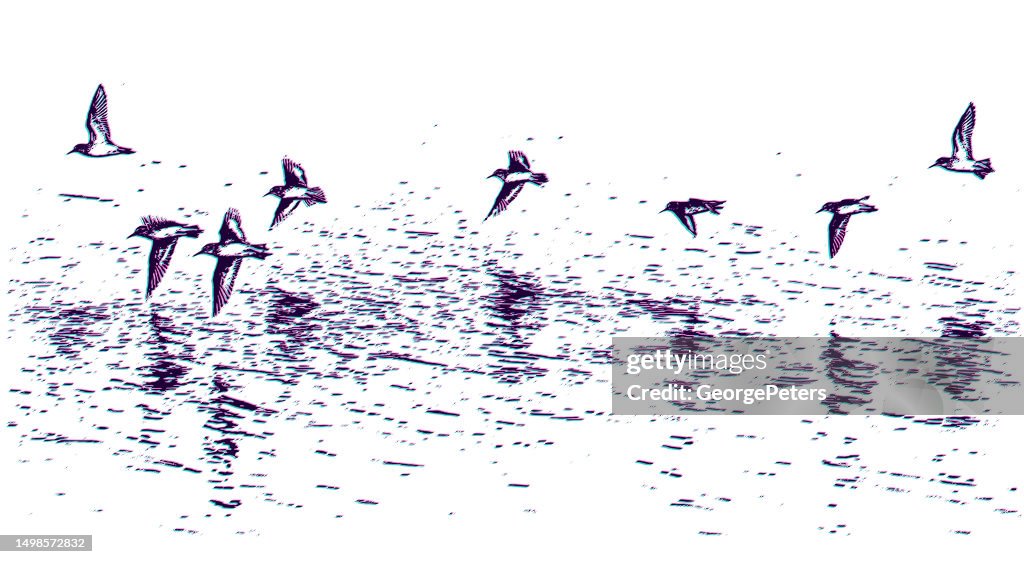 Flock of Killdeer flying with Glitch Technique