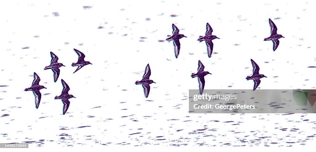 Flock of Killdeer flying with Glitch Technique