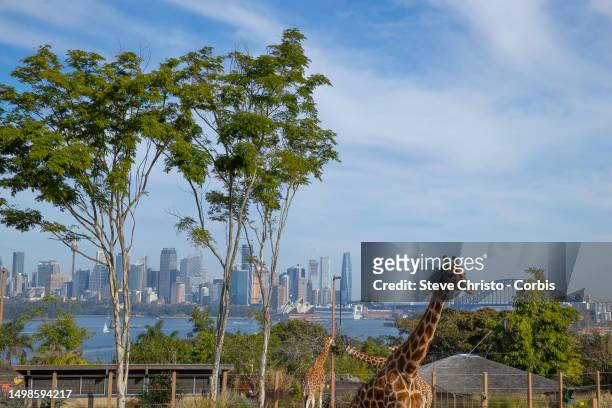 The Giraffe is the largest African mammal and is the tallest living hoofed animal on Earth. Here are some giraffes at Taronga Zoo in Sydney, on June...