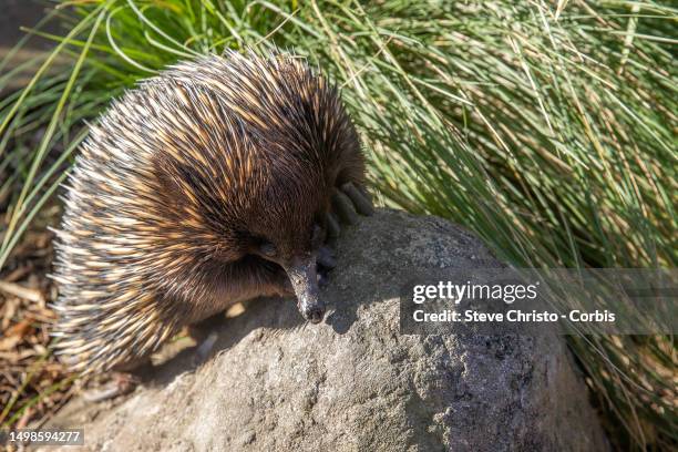 The Echidna or sometimes known as the spiny anteater at Taronga Zoo in Sydney, on June 11 in Sydney, Australia.