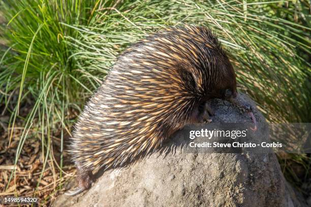 The Echidna or sometimes known as the spiny anteater at Taronga Zoo in Sydney, on June 11 in Sydney, Australia.